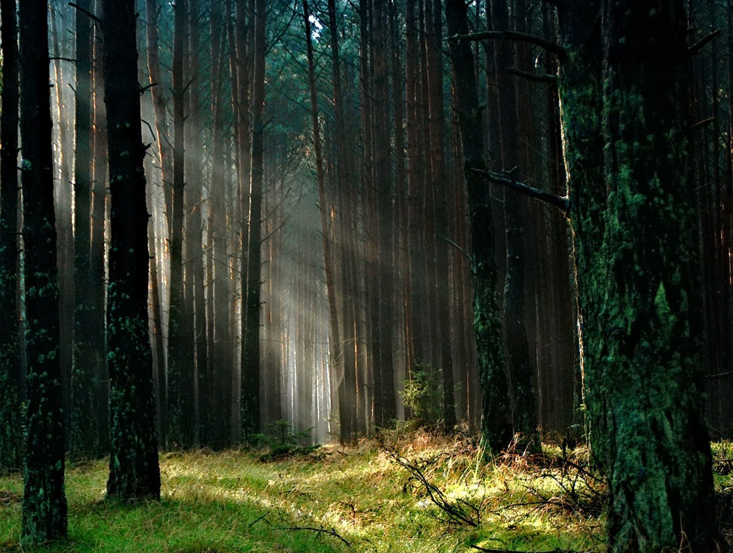 Wald im Wiehengebirge